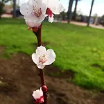 Valentino 住宿加早餐酒店