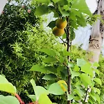 住宿加早餐酒店 Valentino