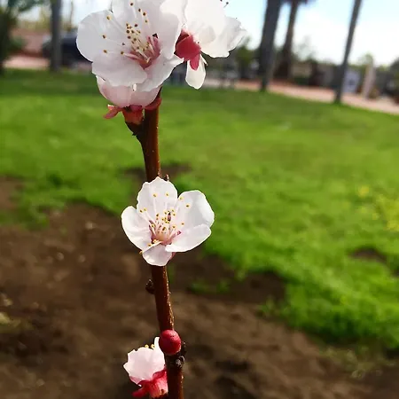 Valentino Couette-café