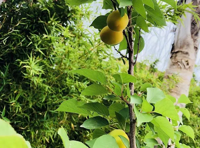 ベッド・アンド・ブレックファスト Valentino